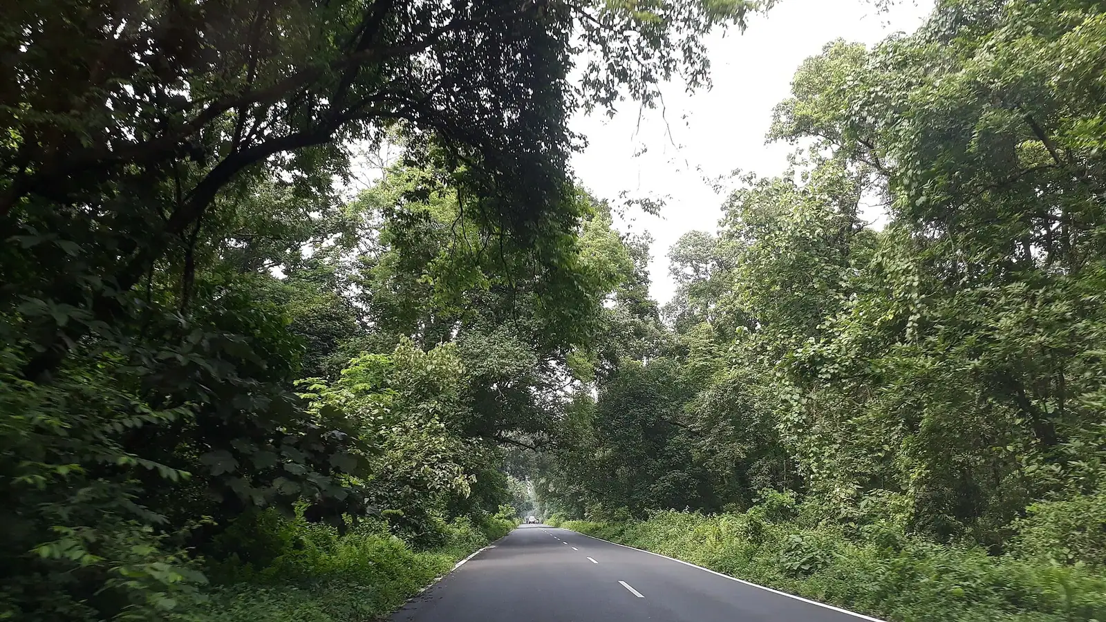 Grasslands and forest of Gorumara National Park in the Dooars