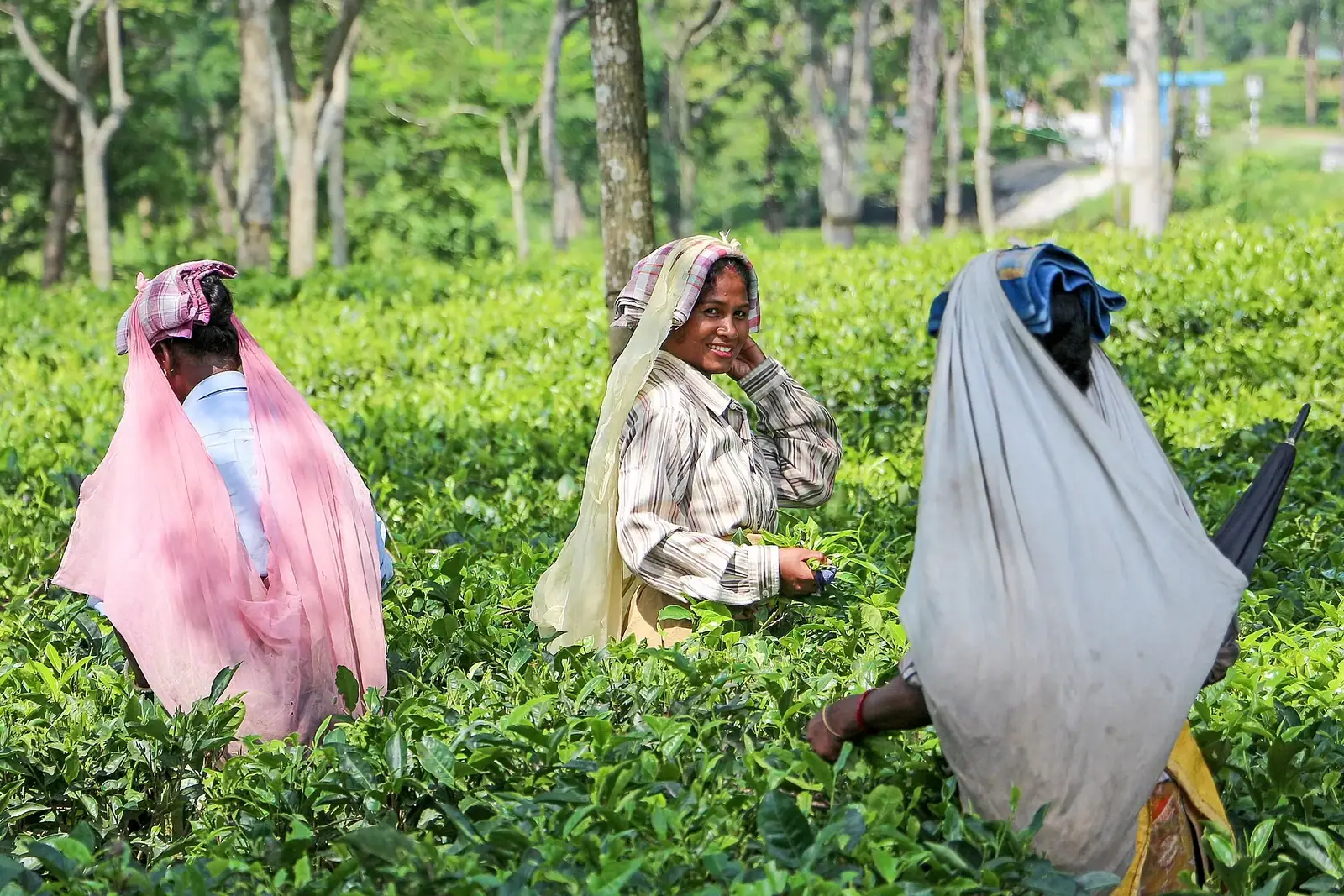 Tea estate in the Dooars, North Bengal